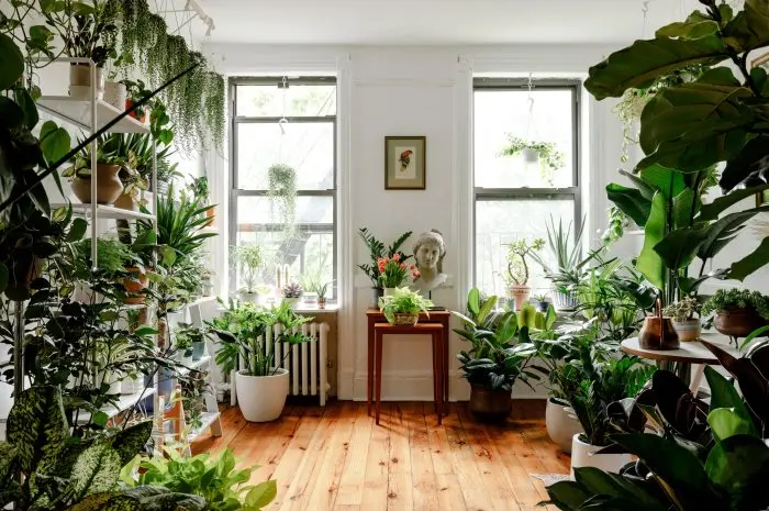 Urban Jungle, Transforming Your Home with Indoor Plants